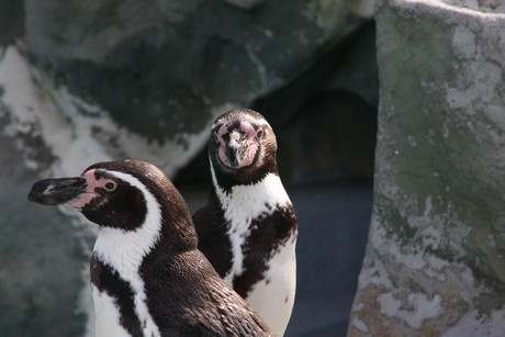 humboldt-pinguine
