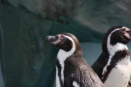 humboldt-pinguine