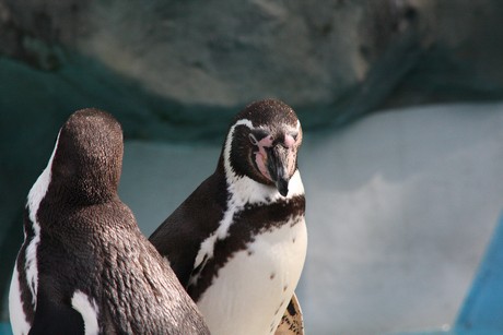 humboldt-pinguine