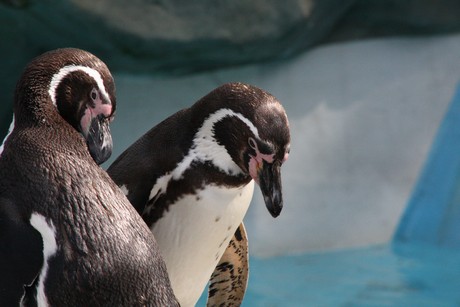 humboldt-pinguine