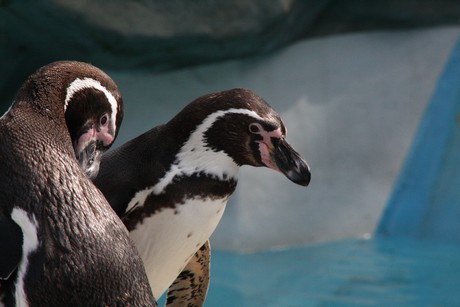 humboldt-pinguine
