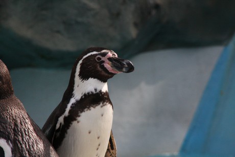 humboldt-pinguine