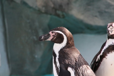 humboldt-pinguine