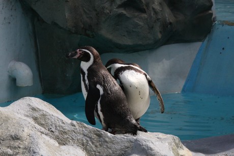 humboldt-pinguine
