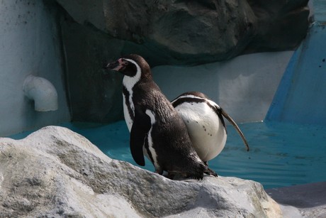 humboldt-pinguine
