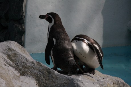 humboldt-pinguine