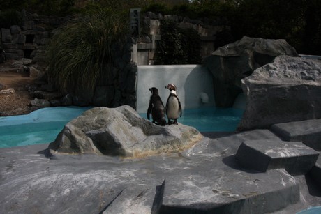 humboldt-pinguine