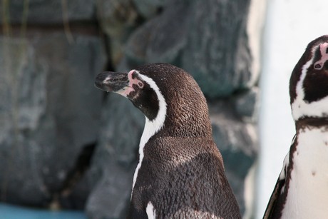 humboldt-pinguine