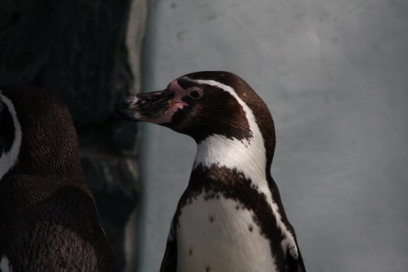 humboldt-pinguine