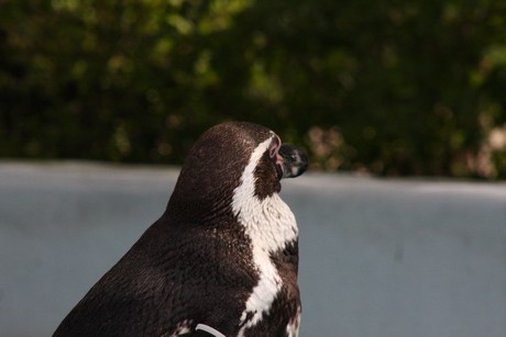 humboldt-pinguine