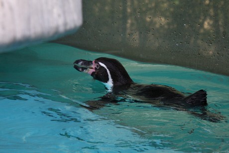 humboldt-pinguine