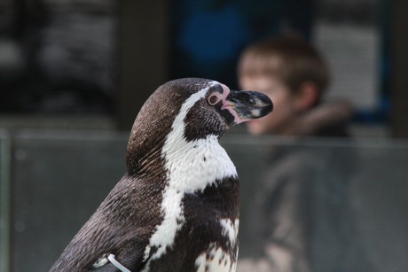 humboldt-pinguine