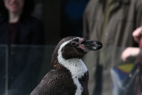 humboldt-pinguine