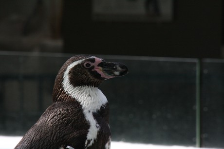 humboldt-pinguine