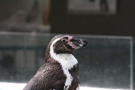 humboldt-pinguine