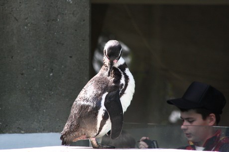 humboldt-pinguine