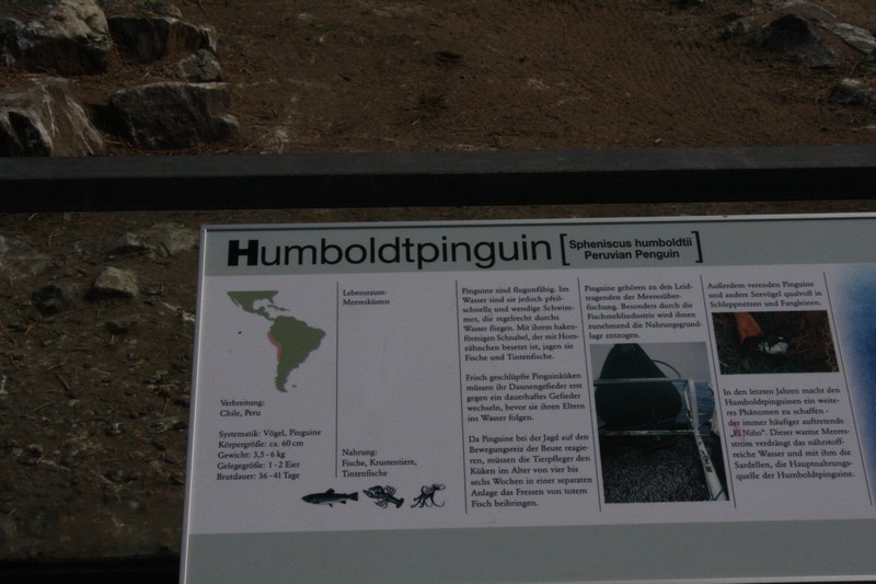 humboldt-pinguine