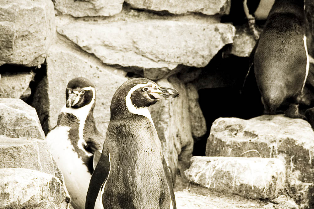 humboldt-pinguine