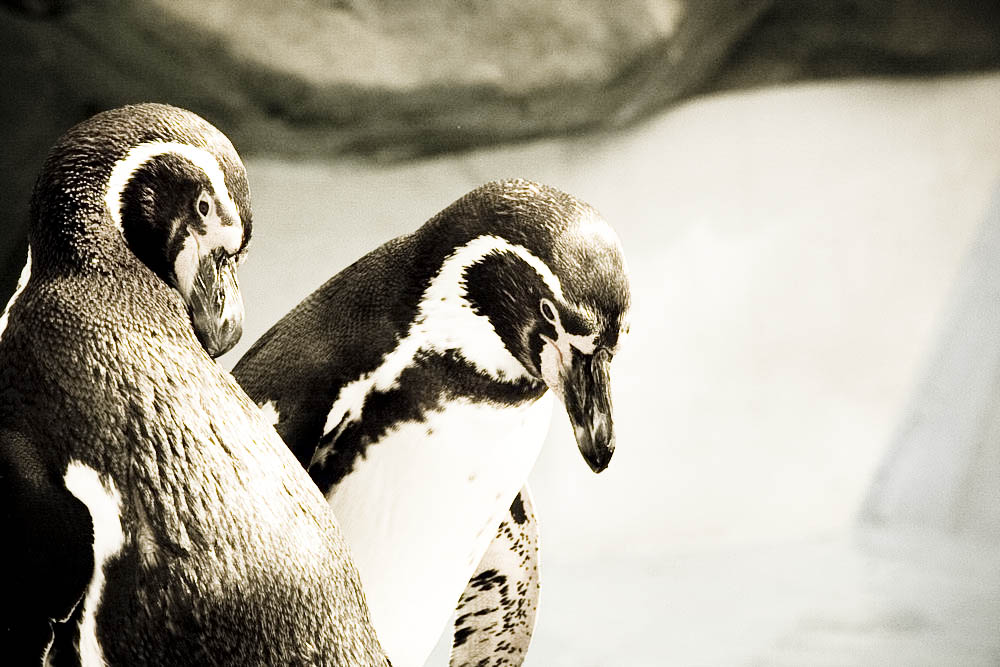 humboldt-pinguine