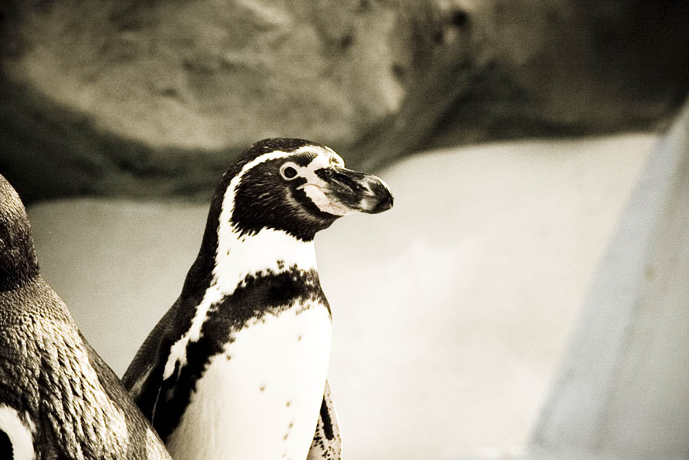humboldt-pinguine
