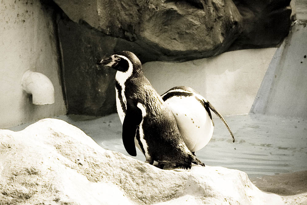 humboldt-pinguine