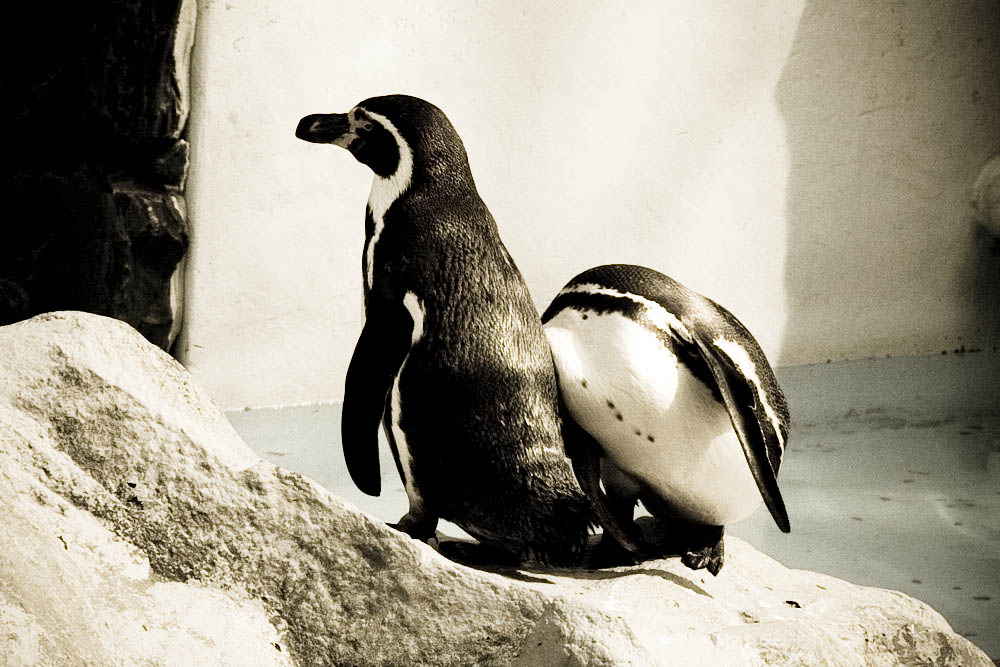 humboldt-pinguine