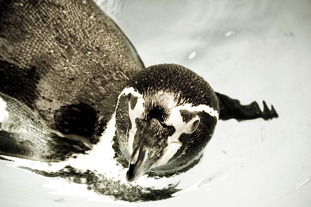 humboldt-pinguine