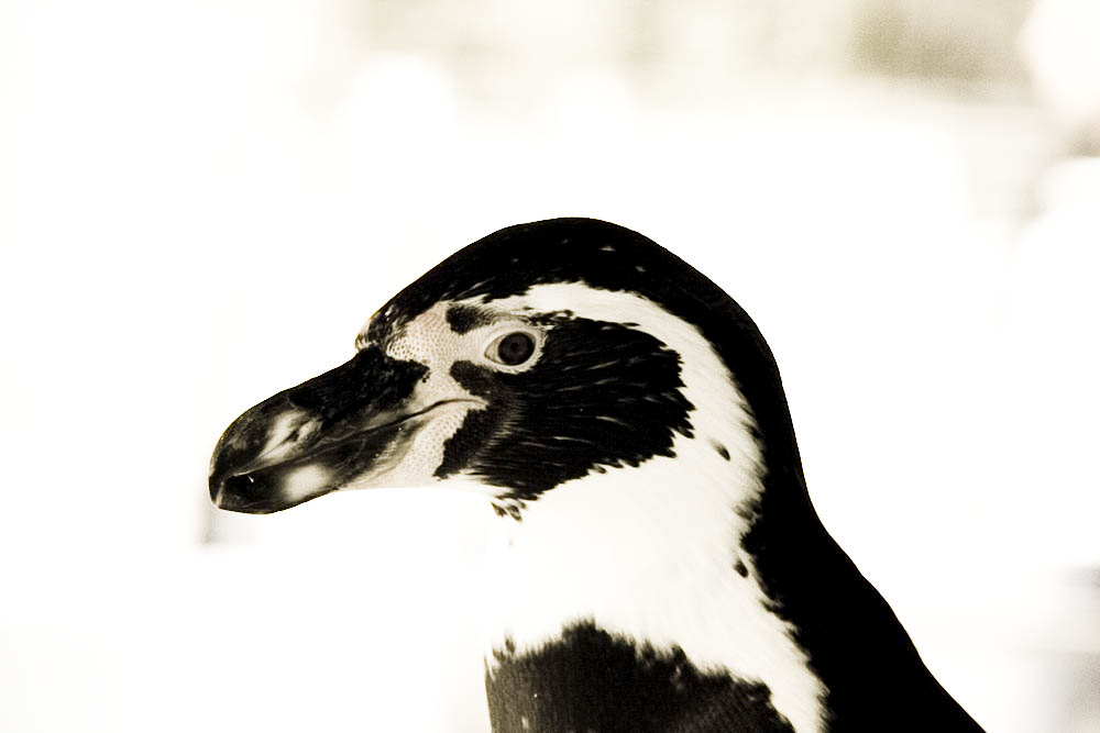 humboldt-pinguine