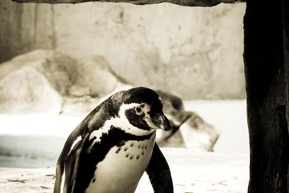 humboldt-pinguine