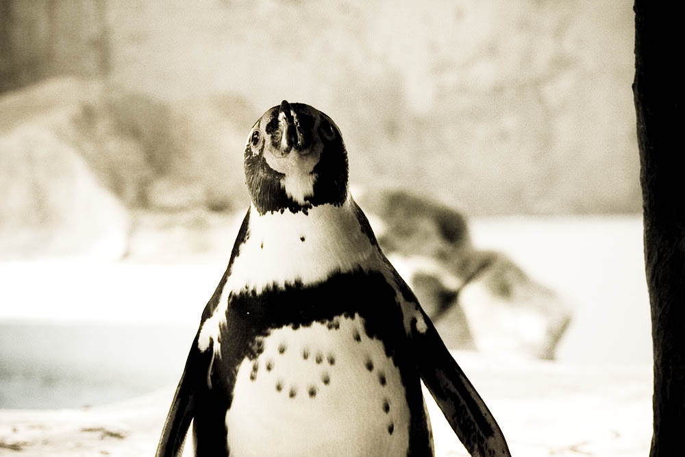 humboldt-pinguine