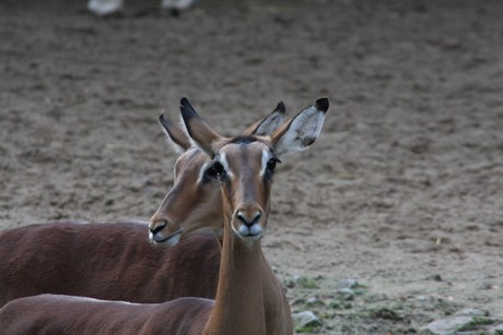 impala