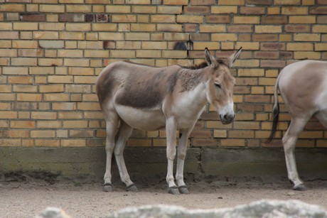 onager