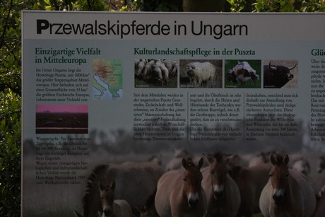 przewalski-pferde