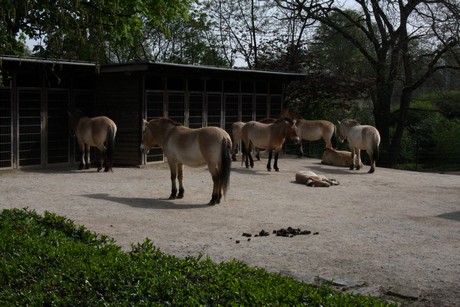 przewalski-pferde