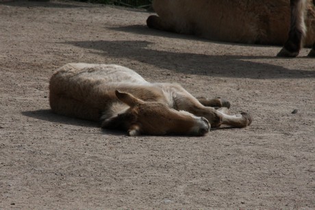 przewalski-pferde