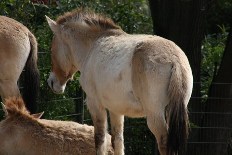 przewalski-pferde