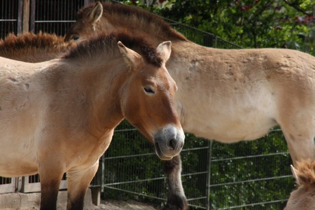 przewalski-pferde