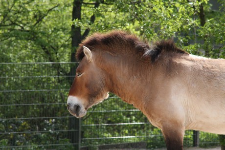 przewalski-pferde