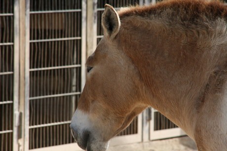 przewalski-pferde