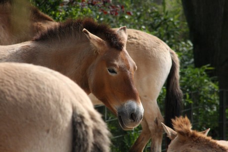 przewalski-pferde