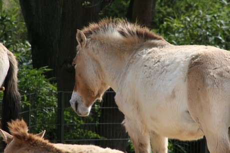 przewalski-pferde
