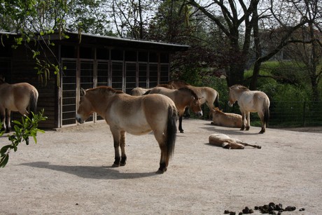 przewalski-pferde