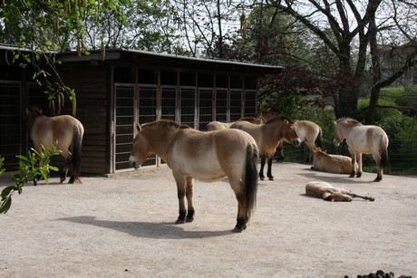 przewalski-pferde