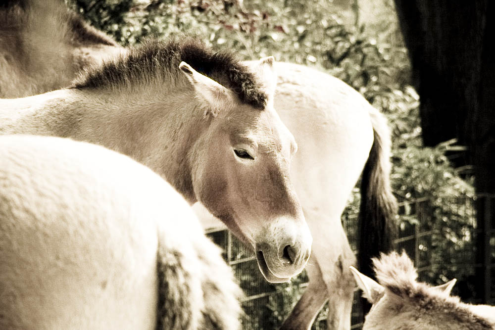 przewalski-pferde