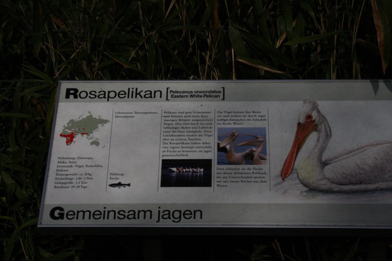 rosapelikan