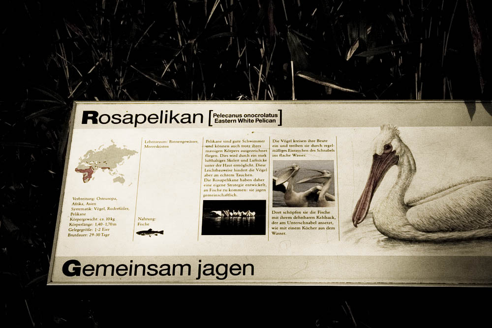 rosapelikan