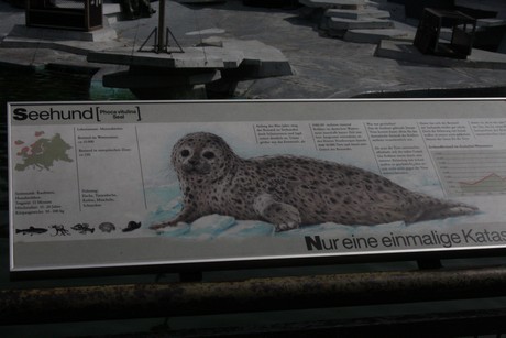 seehunde