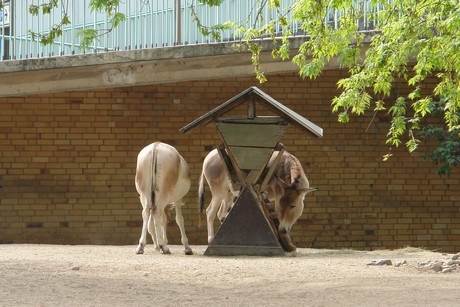 zoo