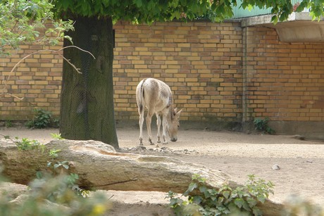 zoo