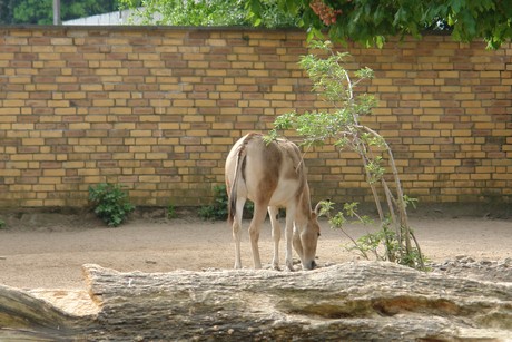 zoo